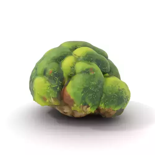 Green Mossy Rock model pack Texture