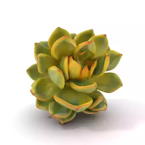 Green Succulent Plant model pack Low-poly 3D model
