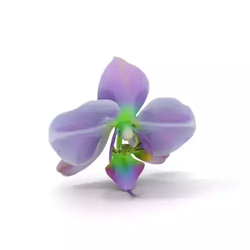 Iridescent Orchid Bloom model pack Low-poly 3D model