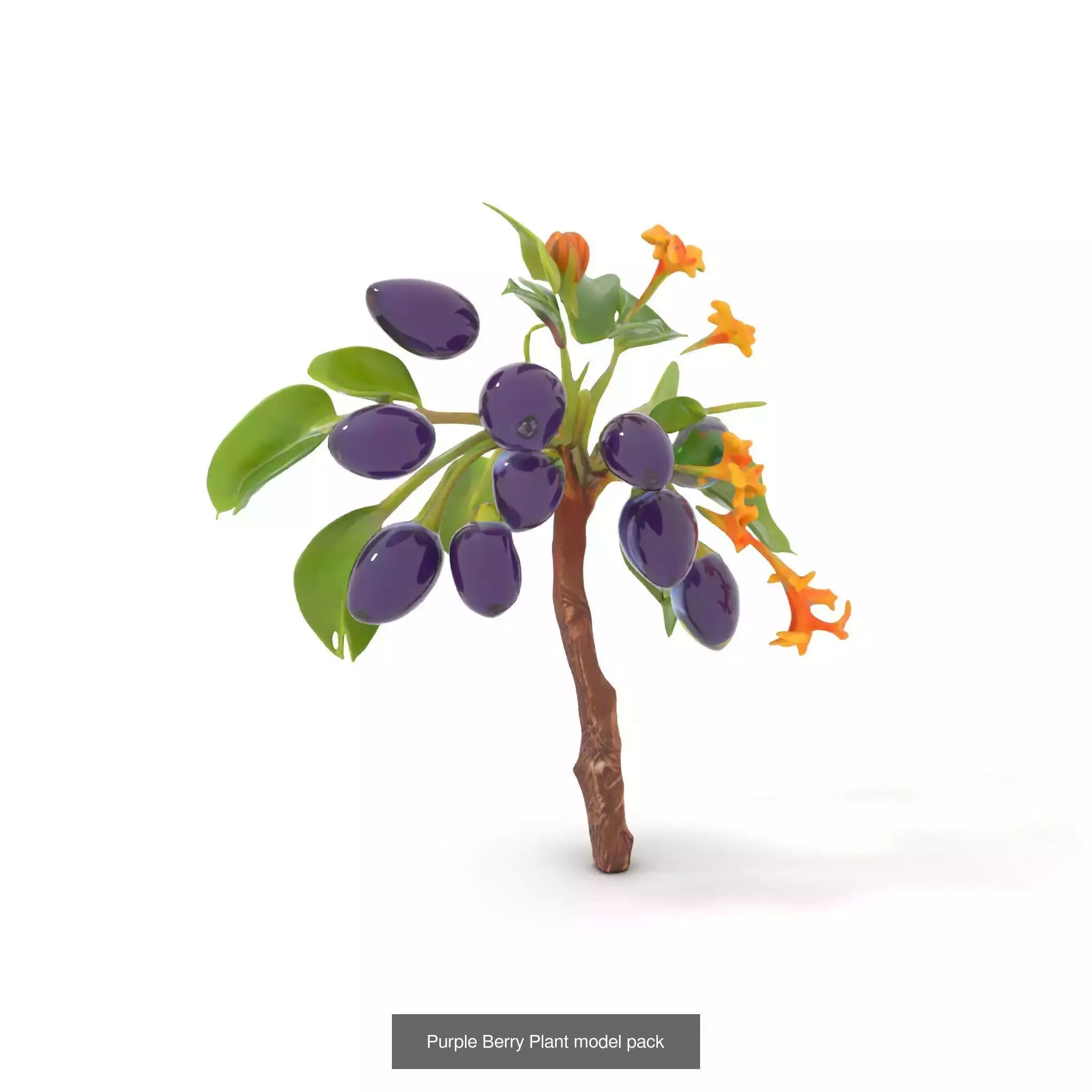 Extraterrestrial Flora Collection _42