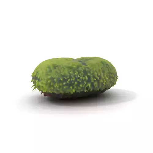 Vibrant Moss Cushion model pack