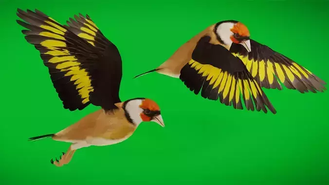 European Goldfinch Bird Low-poly 3D model