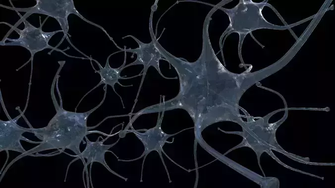 Neuron Neural Networks