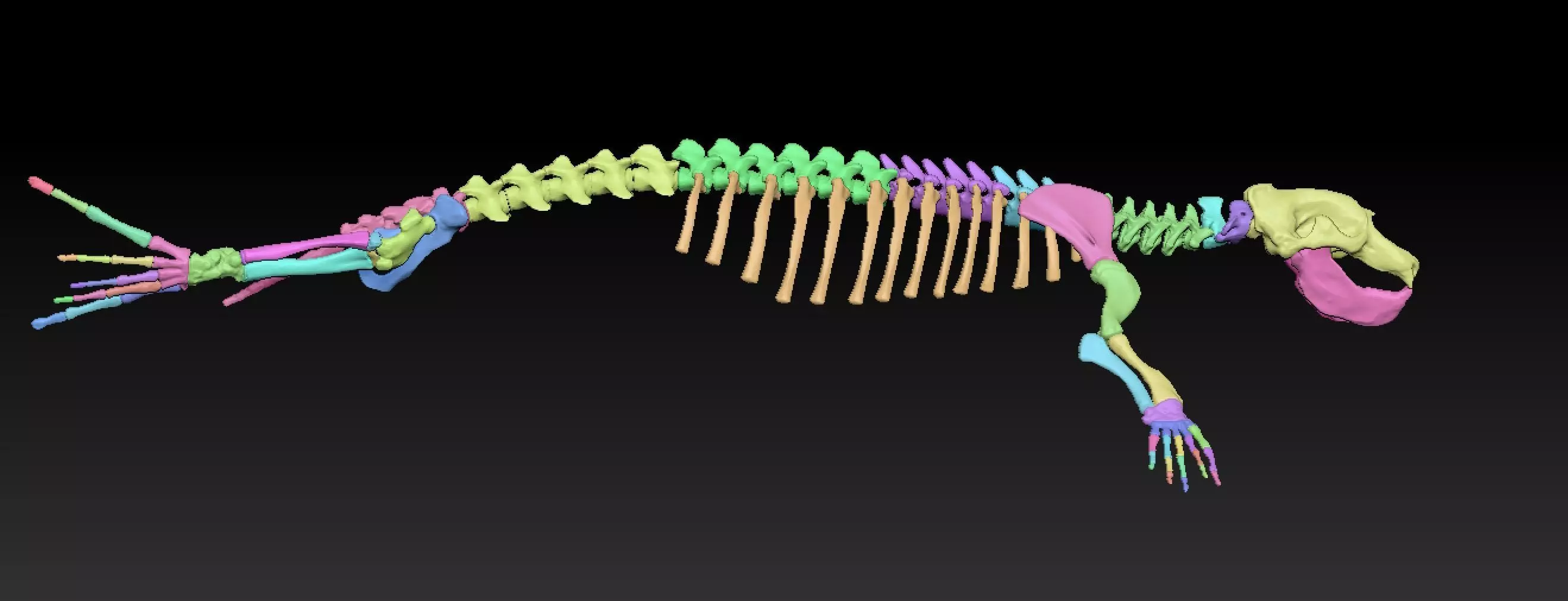 Elephant seal skeleton 3D model_6