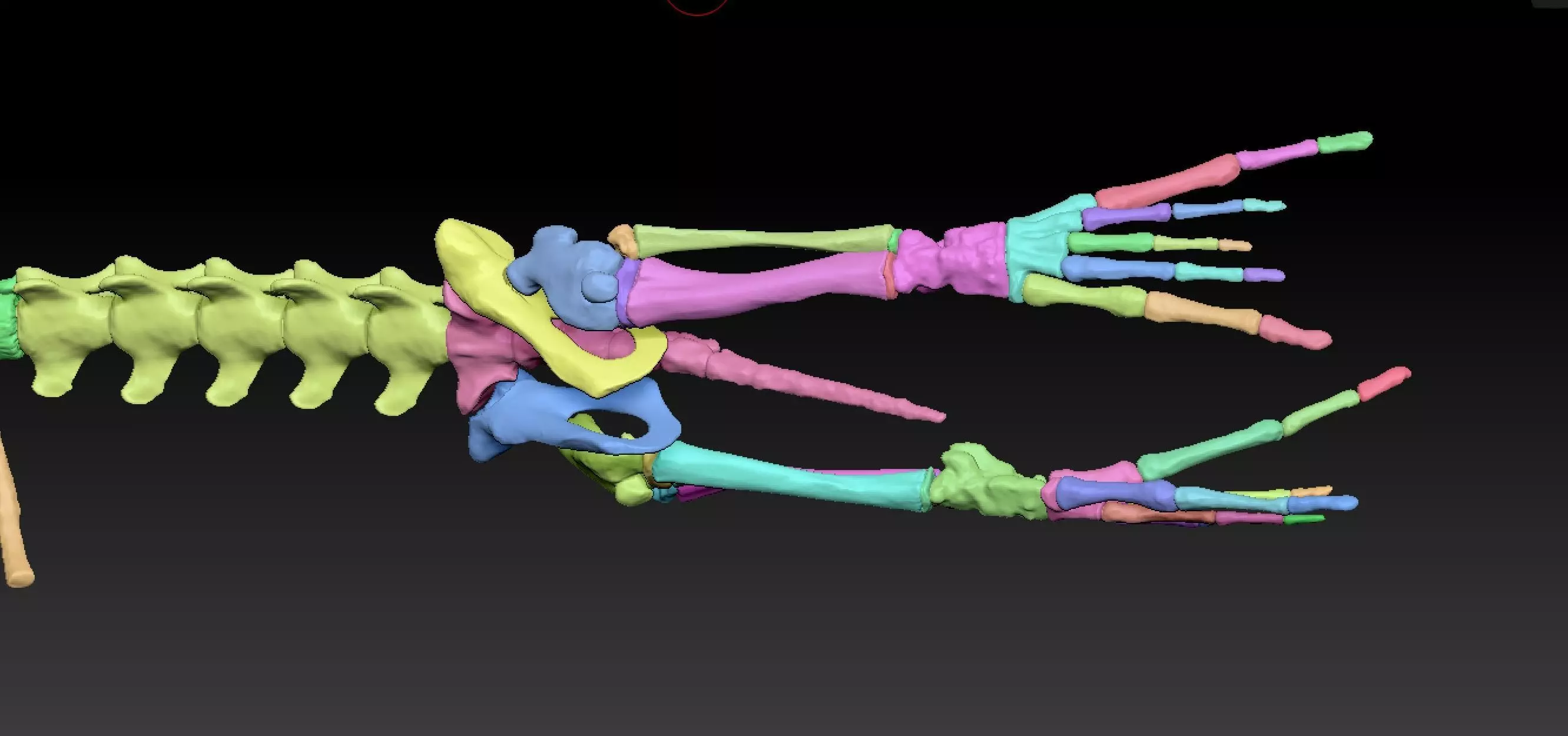 Elephant seal skeleton 3D model_9