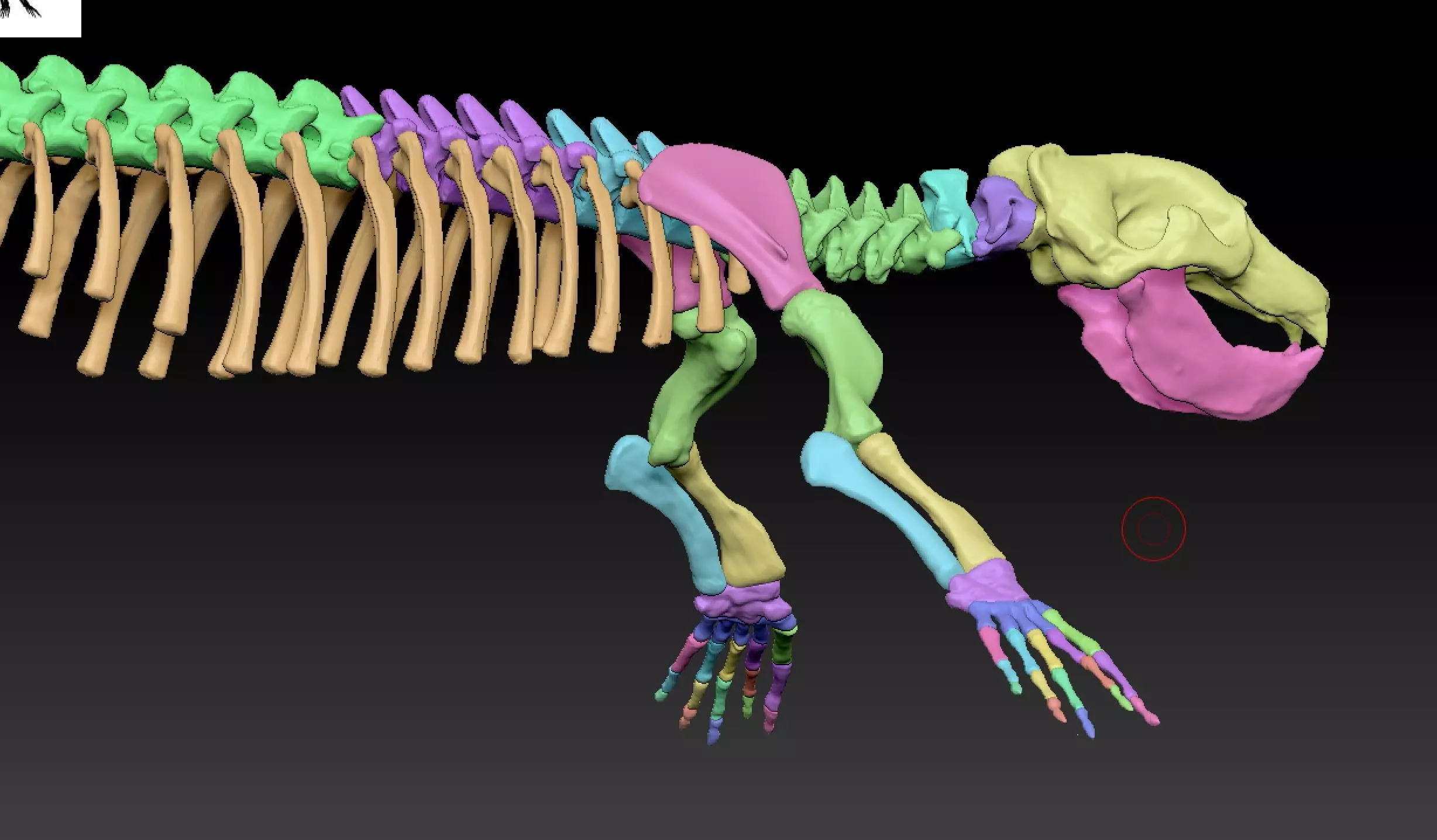 Elephant seal skeleton 3D model_8