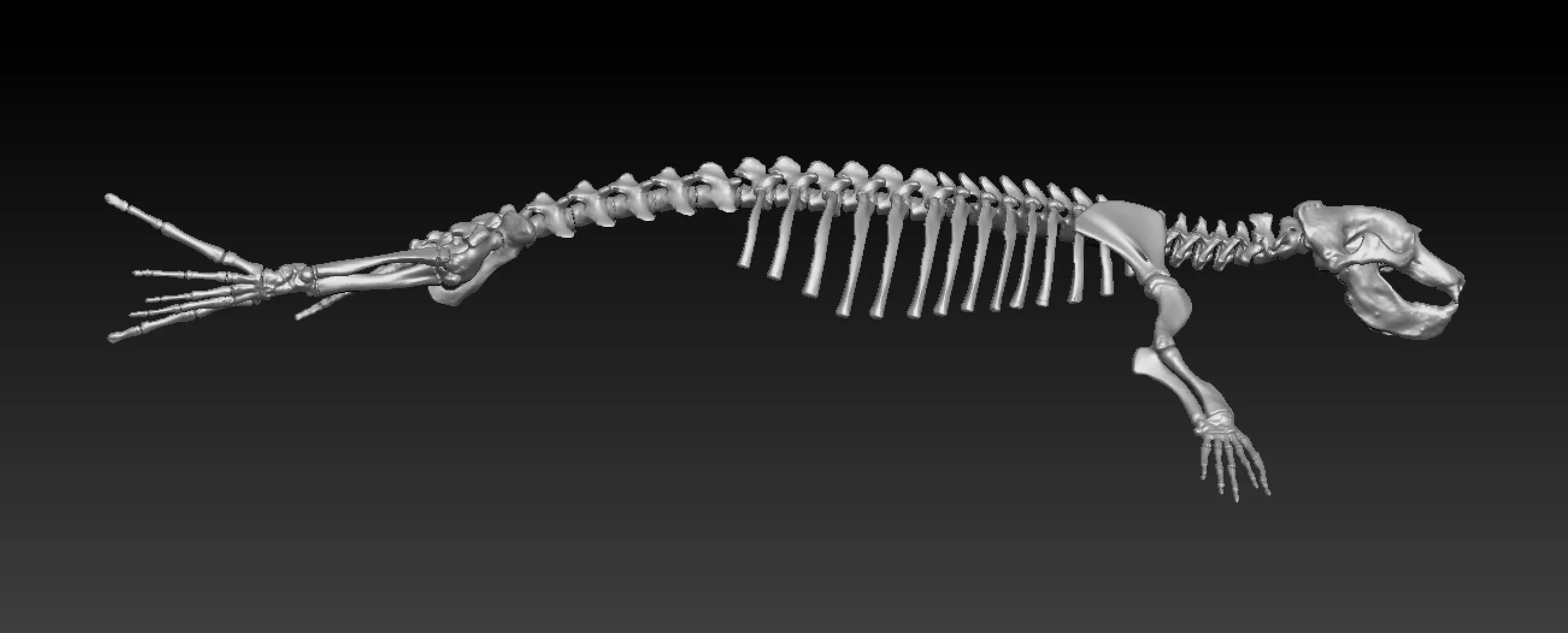 Elephant seal skeleton 3D model_3