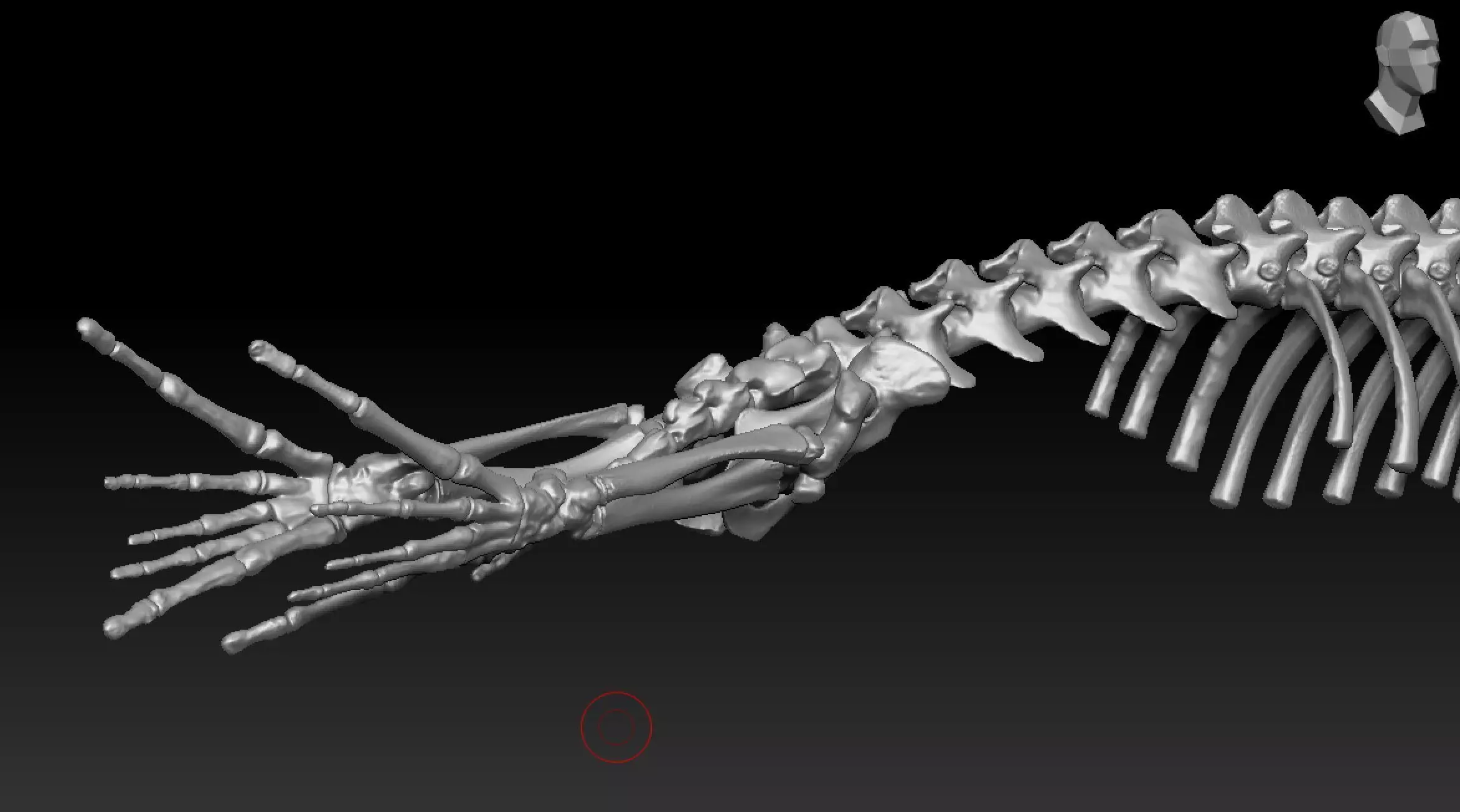 Elephant seal skeleton 3D model_2