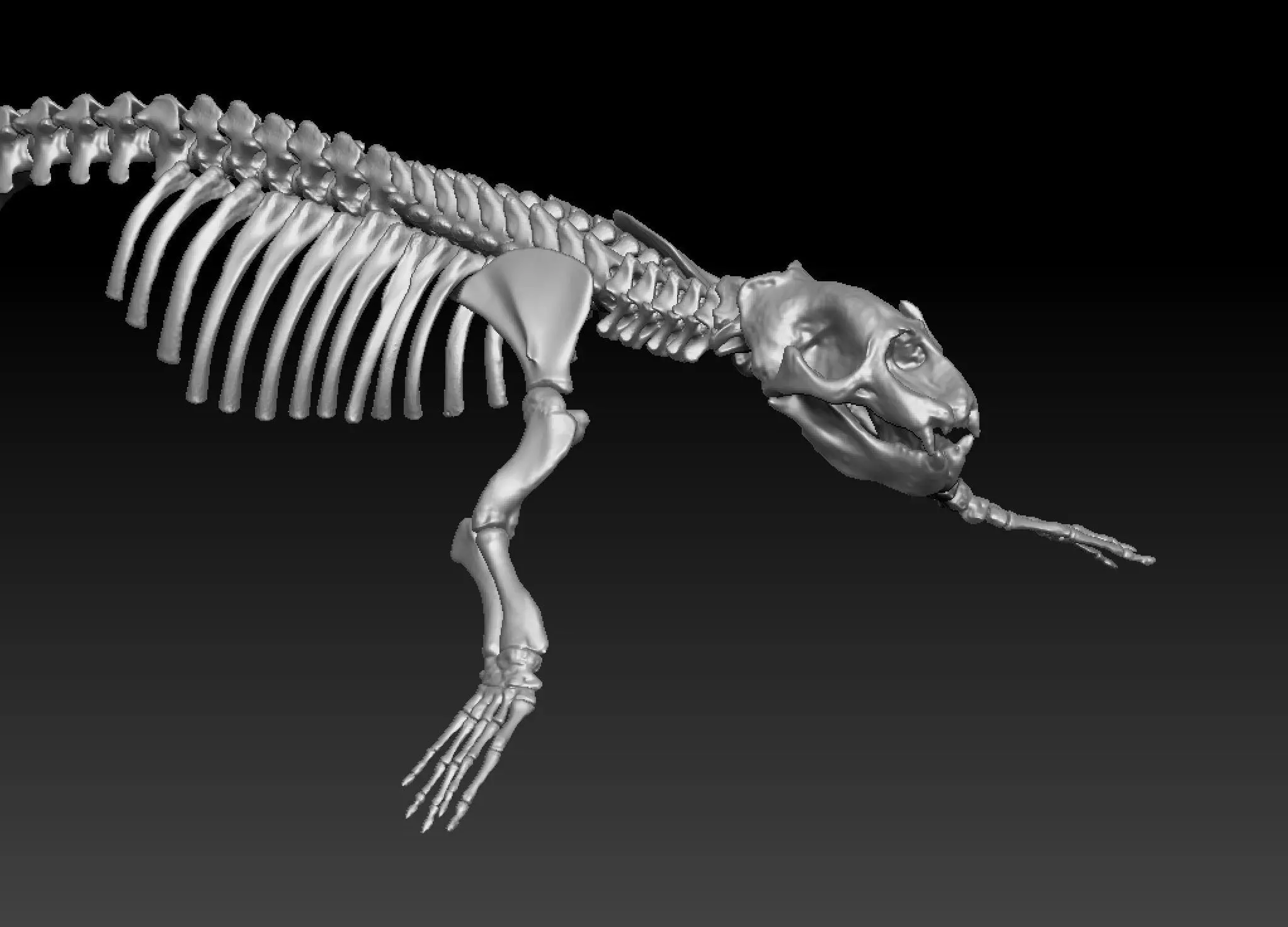 Elephant seal skeleton 3D model_1
