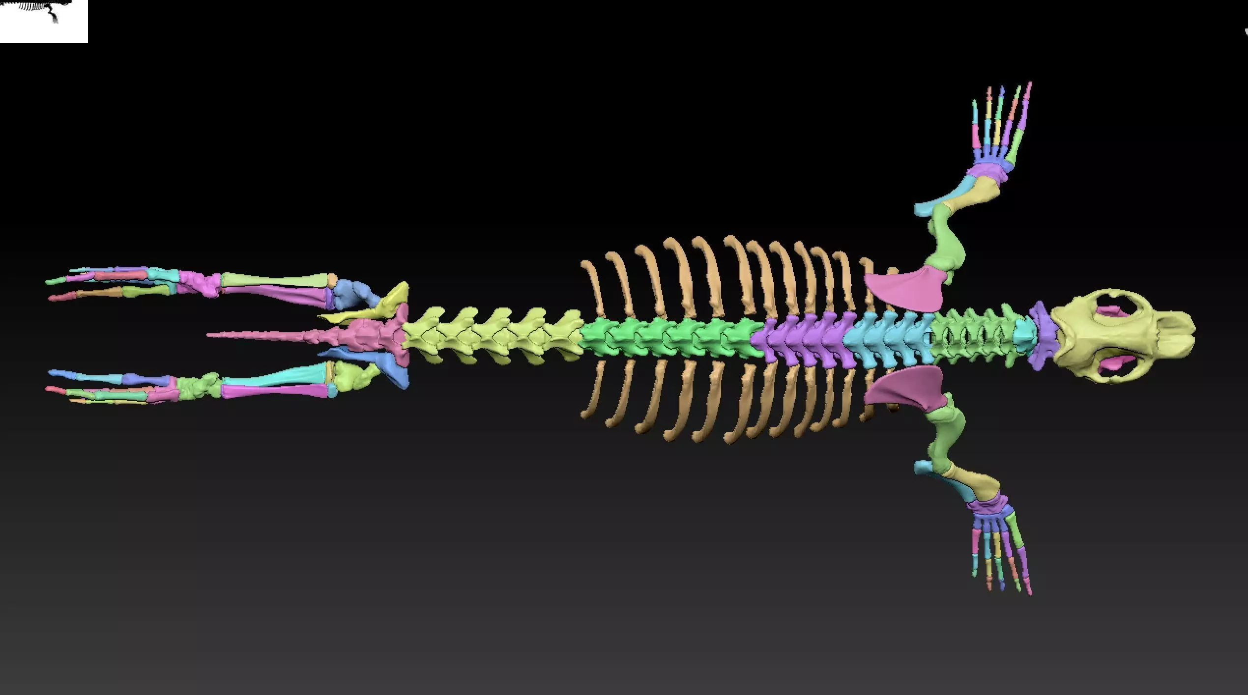 Elephant seal skeleton 3D model_7