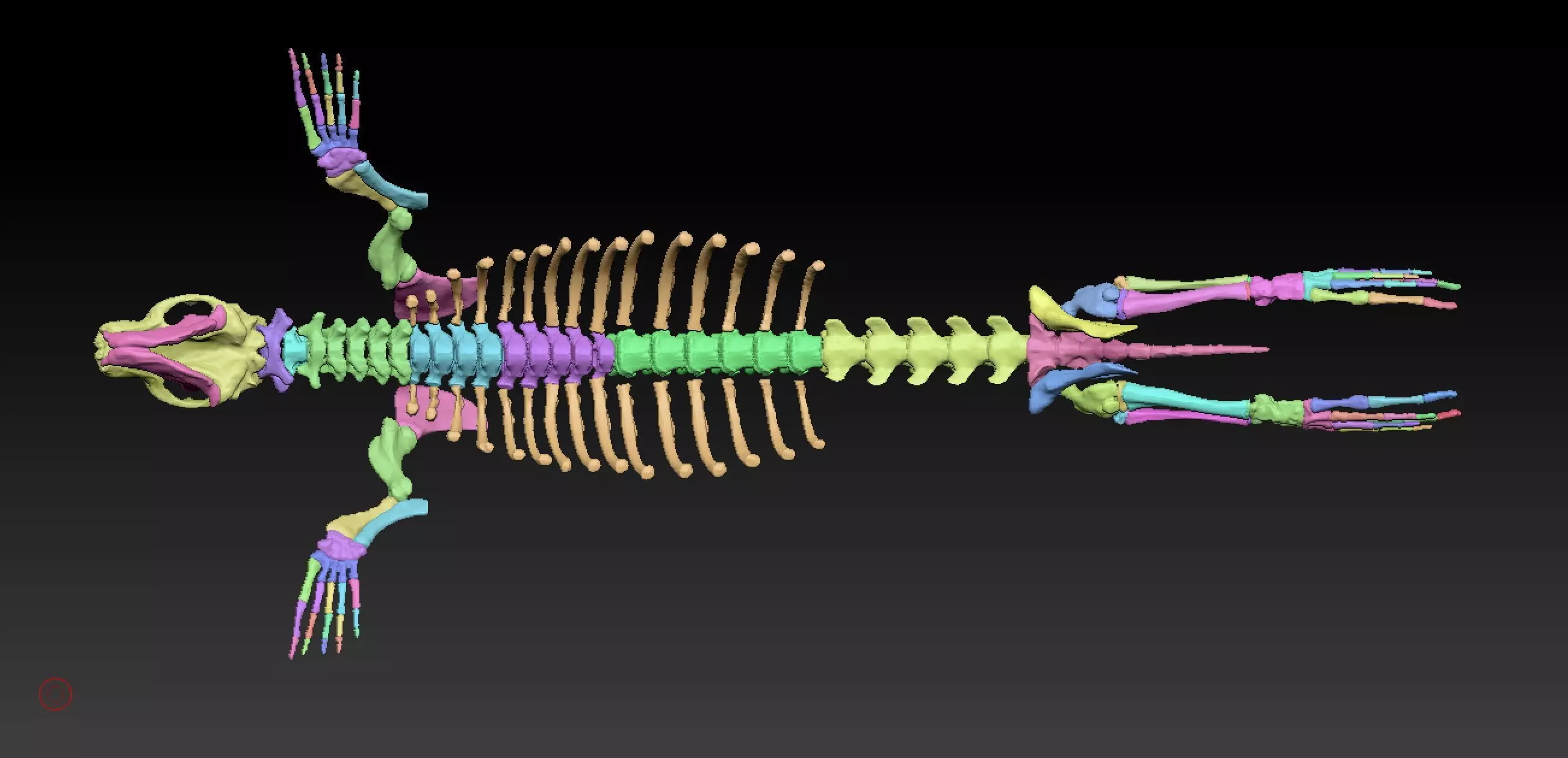 Elephant seal skeleton 3D model_10