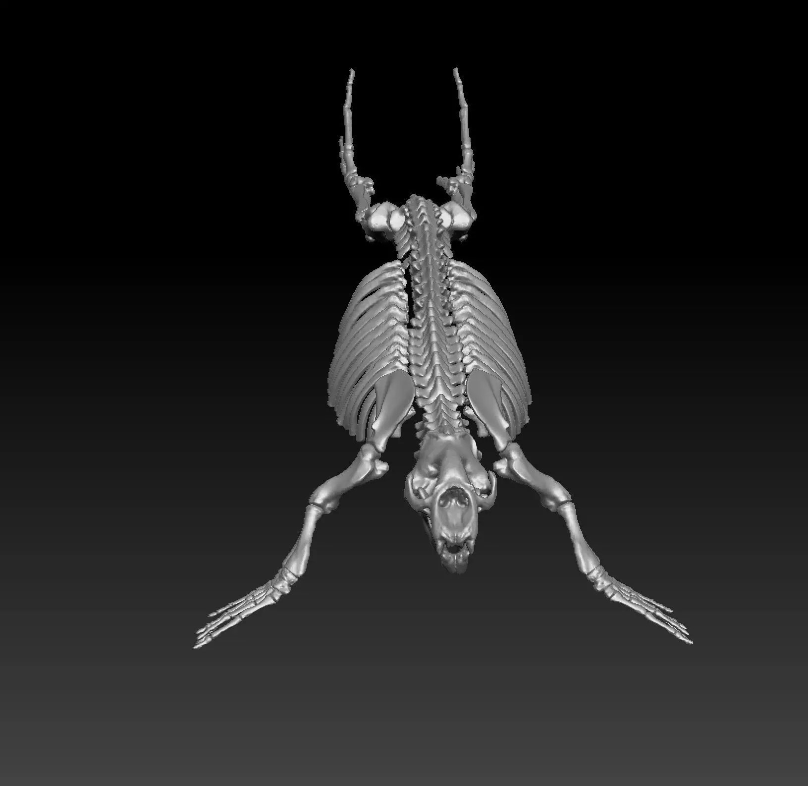 Elephant seal skeleton 3D model_4