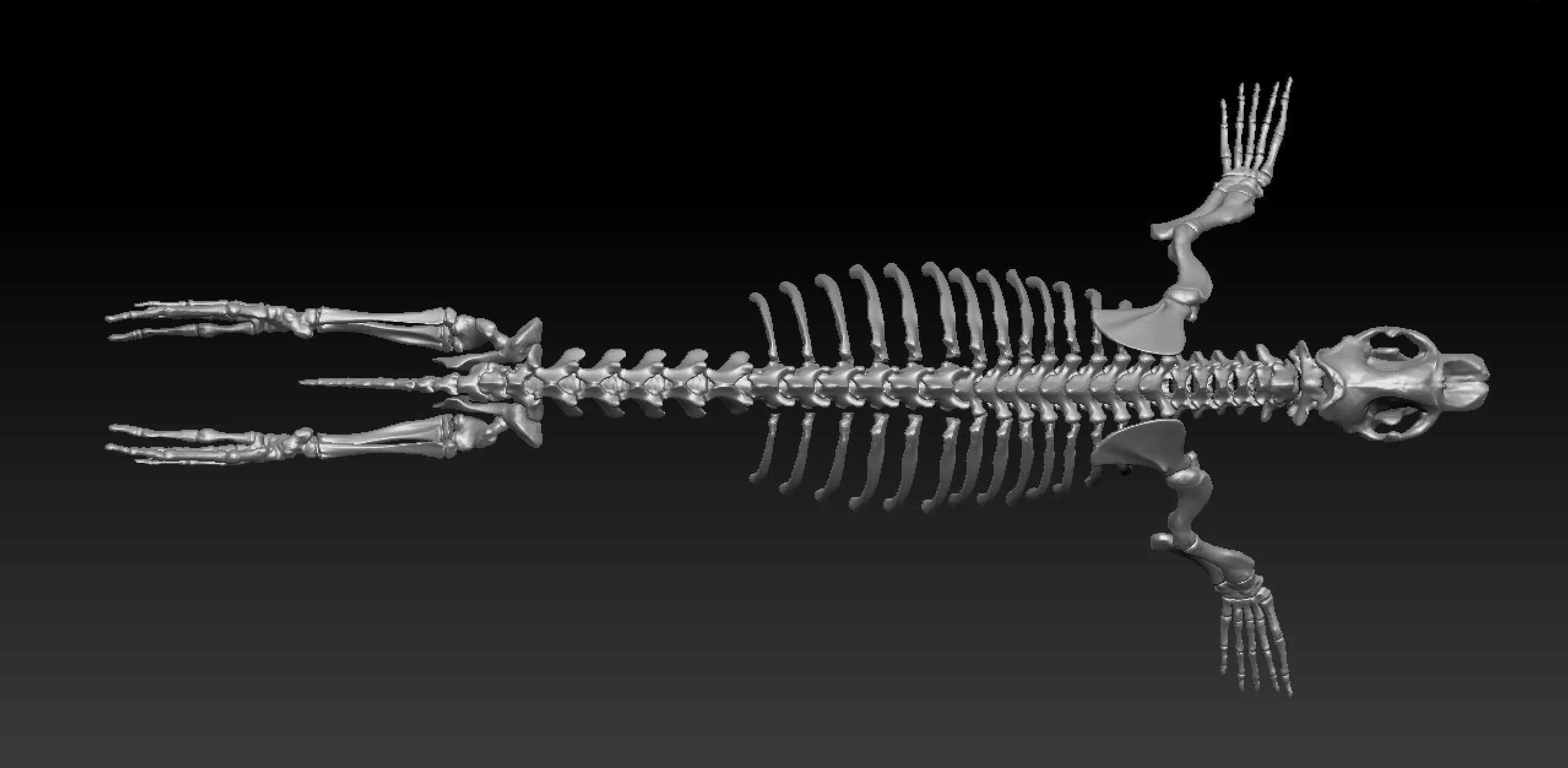 Elephant seal skeleton 3D model_0