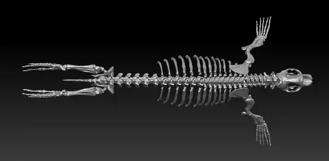 Elephant seal skeleton