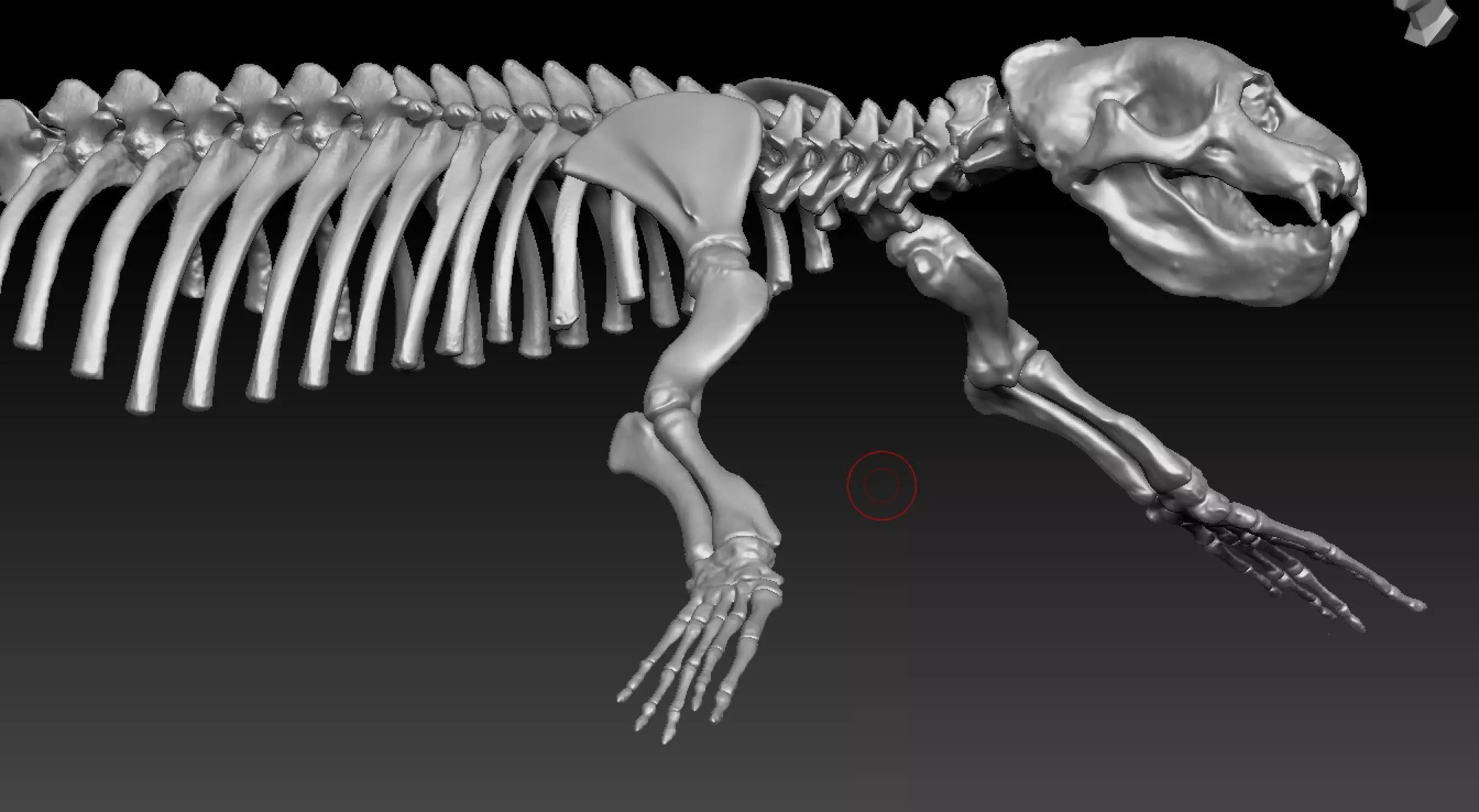 Elephant seal skeleton 3D model_5