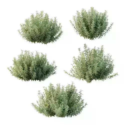 Echium candicans Pride of Madeira Bush 01