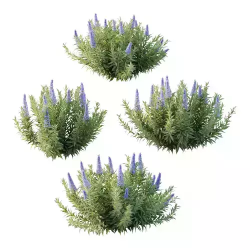 Echium candicans Pride of Madeira Bush 03