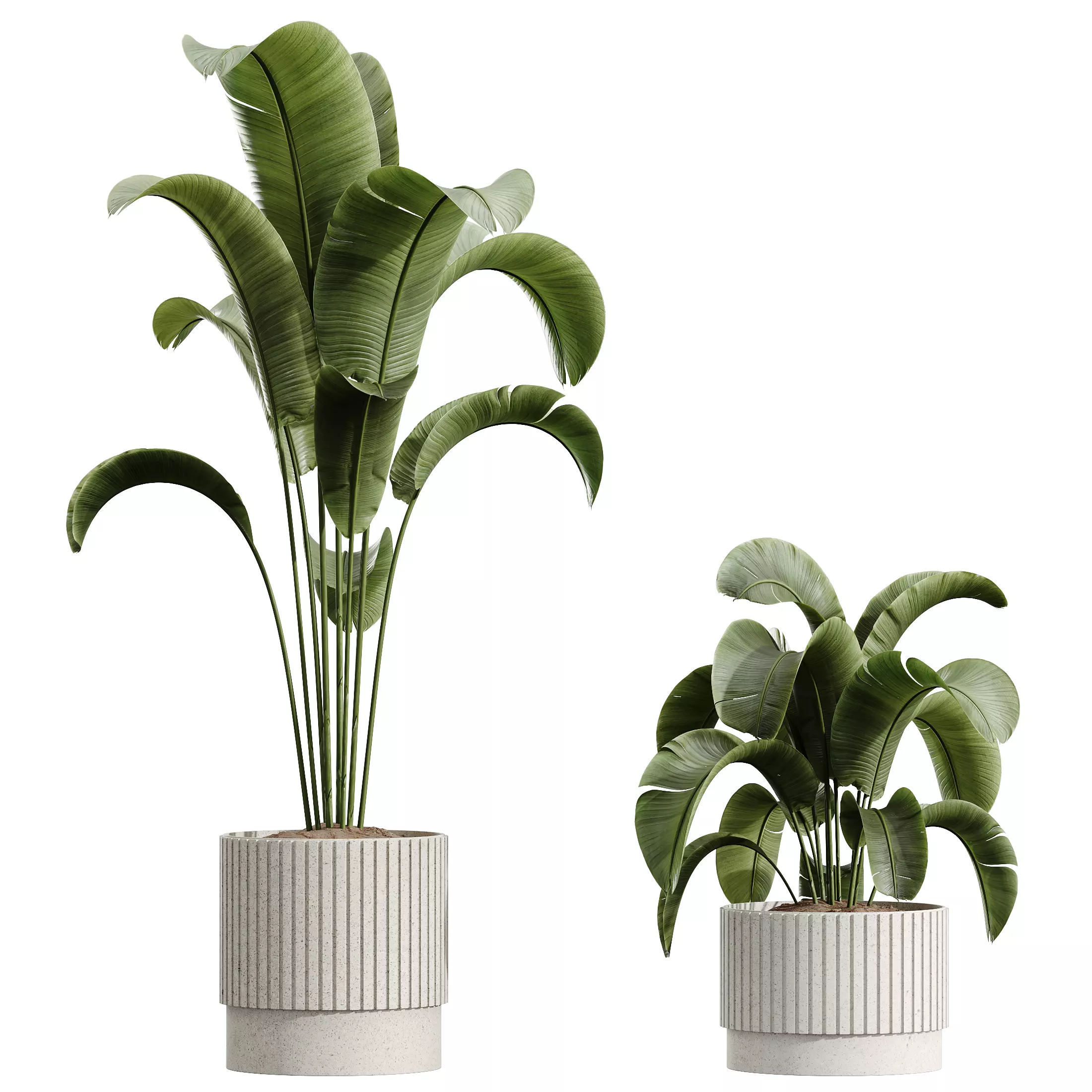 AV Indoor Plants Set 341 Banana Ficus Marginata 3D model_6