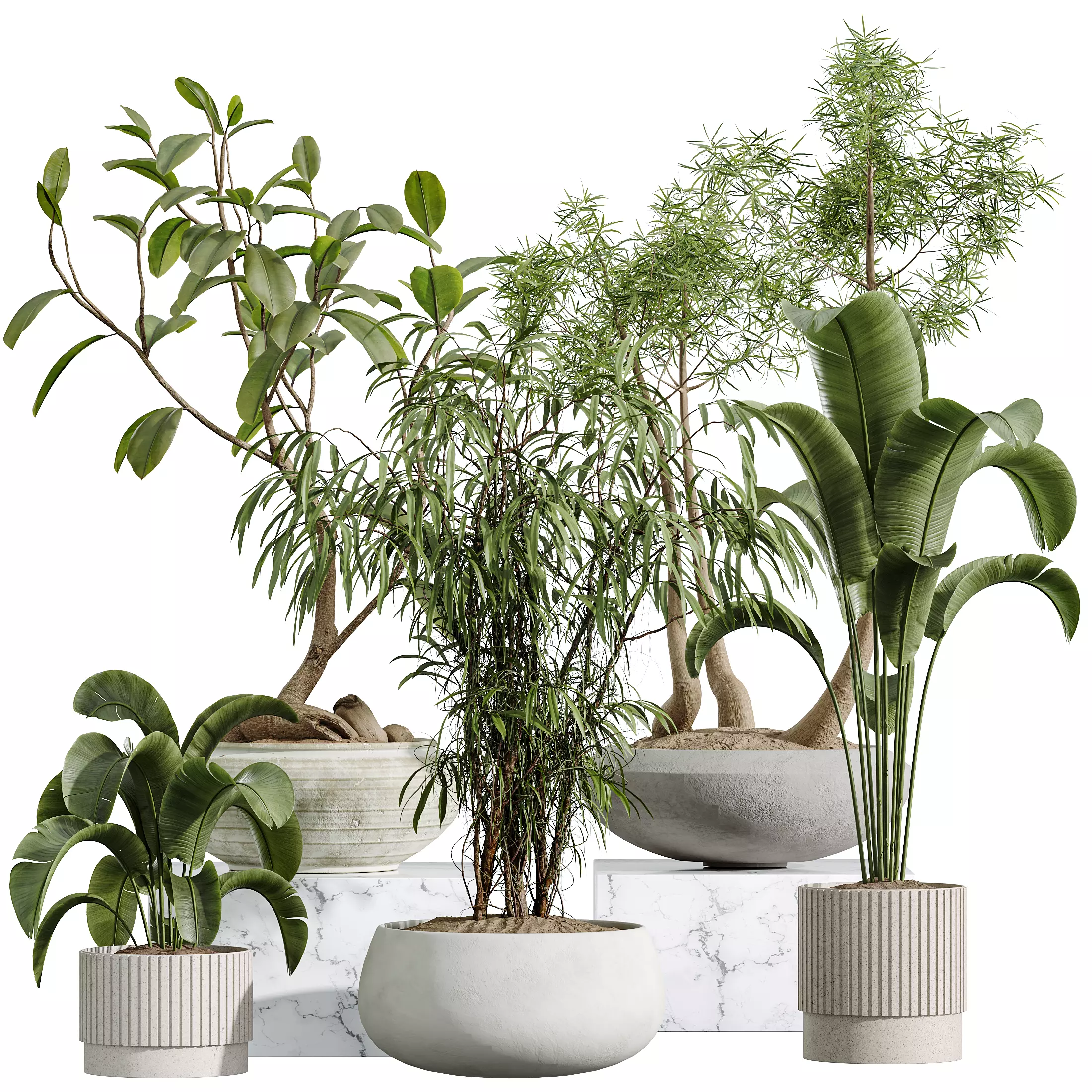 AV Indoor Plants Set 341 Banana Ficus Marginata 3D model_10