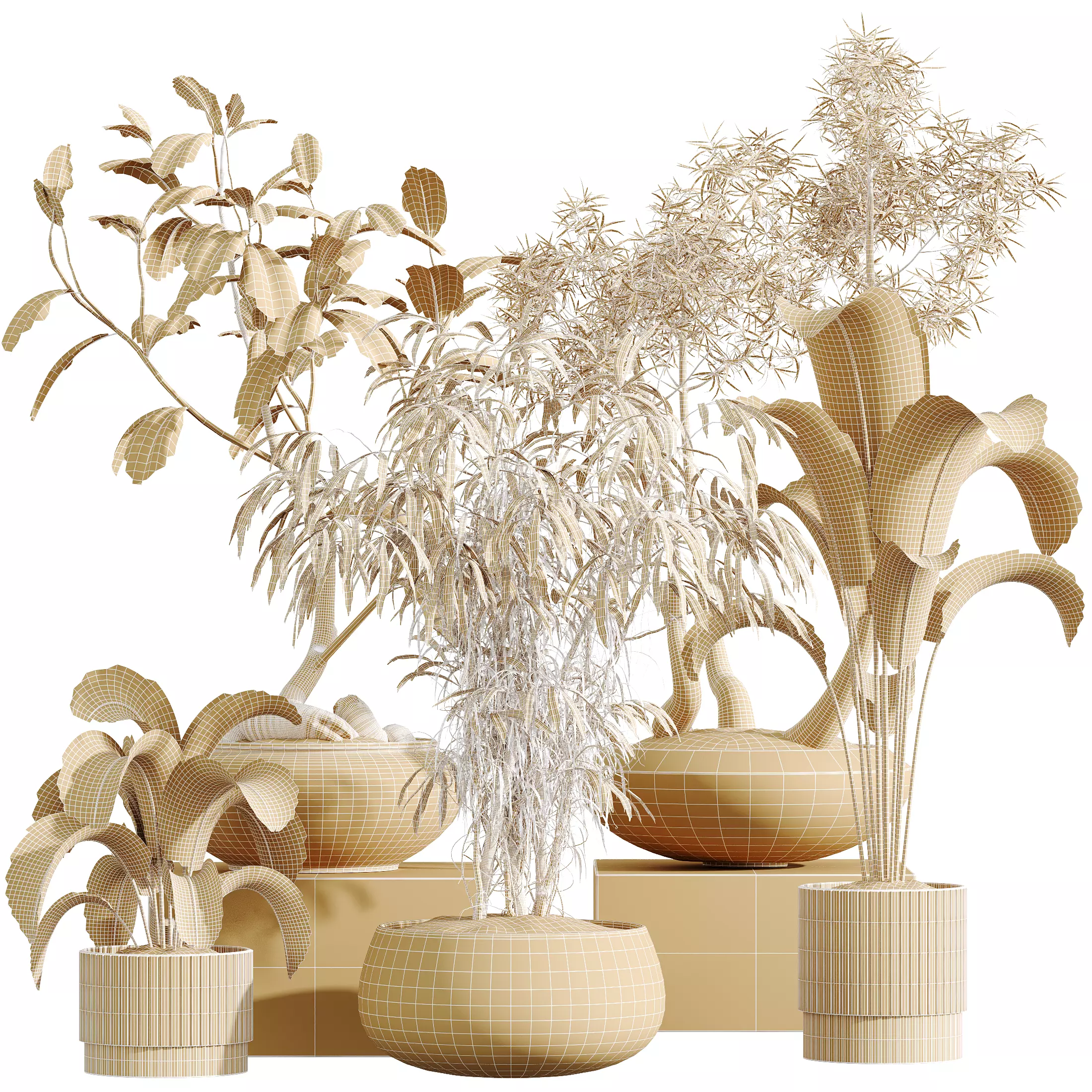 AV Indoor Plants Set 341 Banana Ficus Marginata 3D model_15