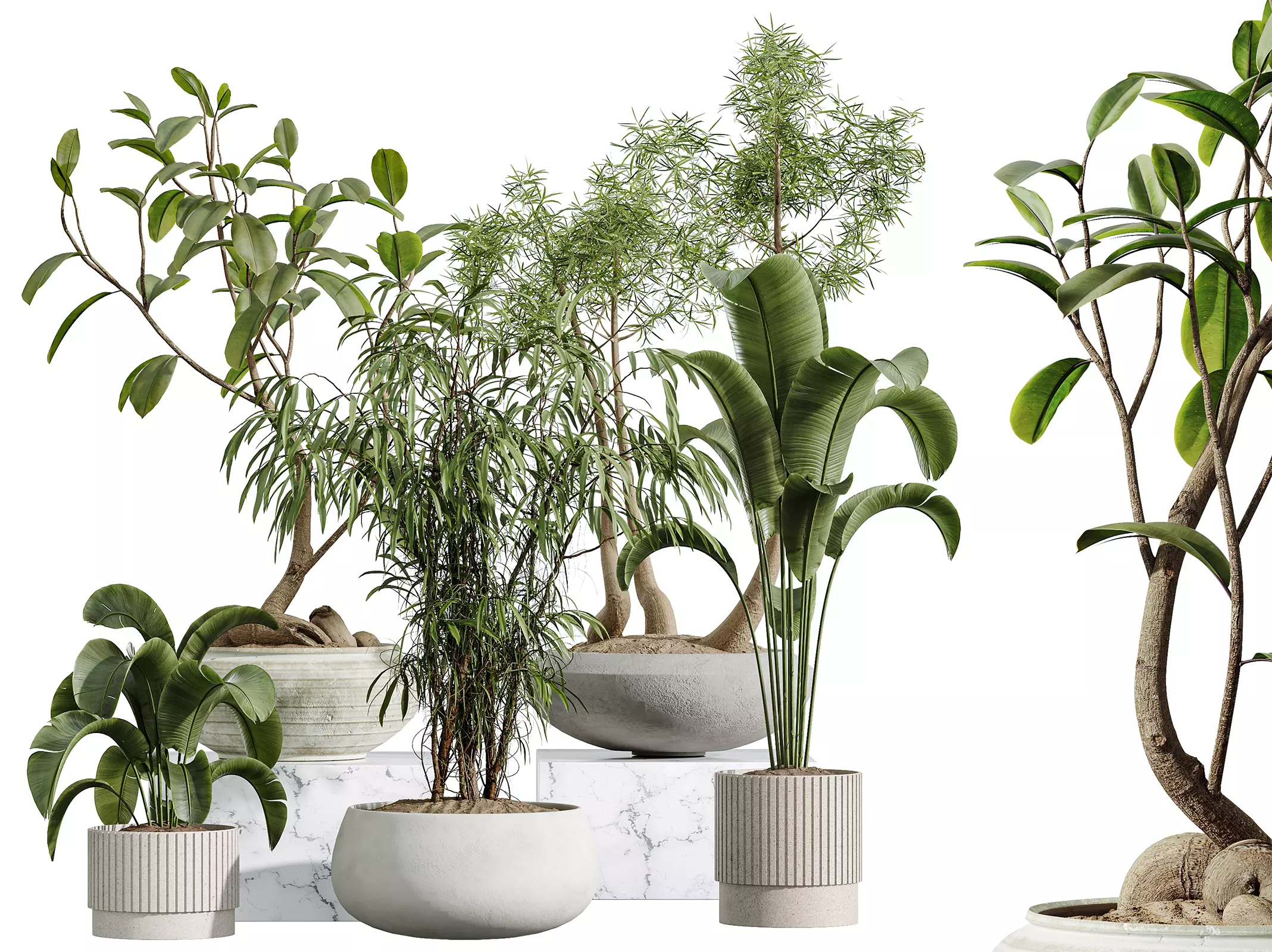 AV Indoor Plants Set 341 Banana Ficus Marginata 3D model_0