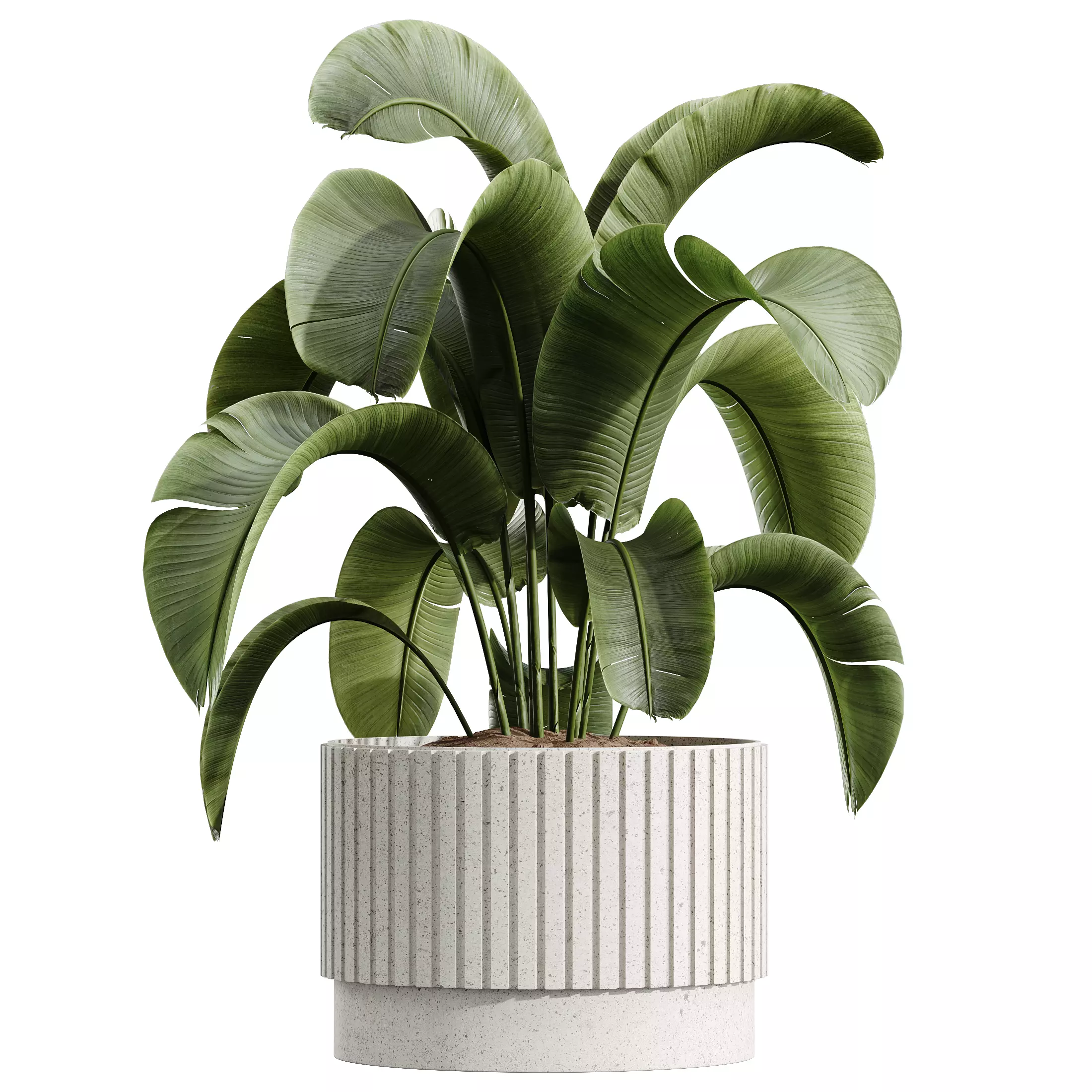 AV Indoor Plants Set 341 Banana Ficus Marginata 3D model_1