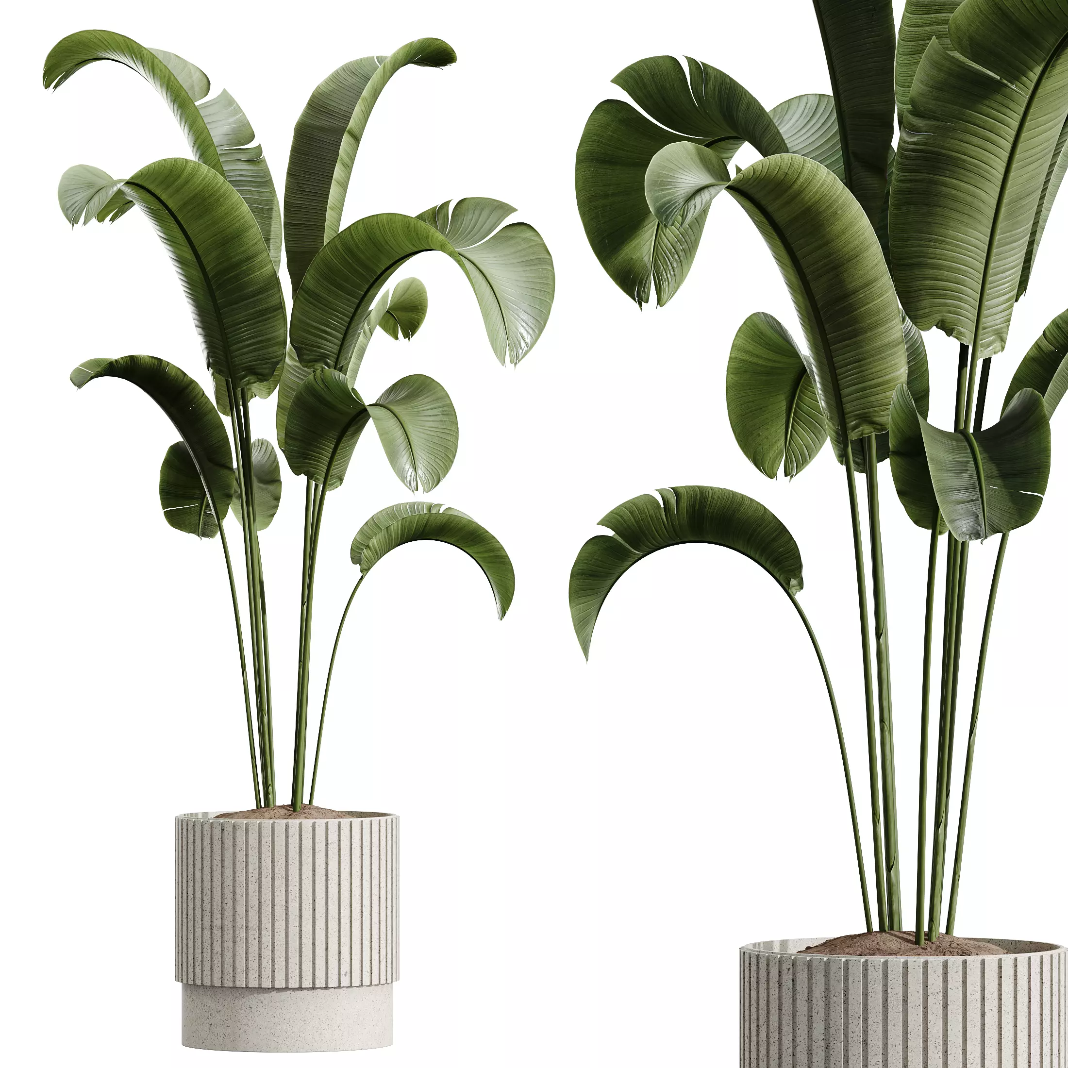 AV Indoor Plants Set 341 Banana Ficus Marginata 3D model_3