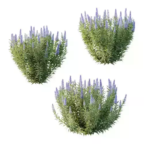 Echium candicans Pride of Madeira Bush 05