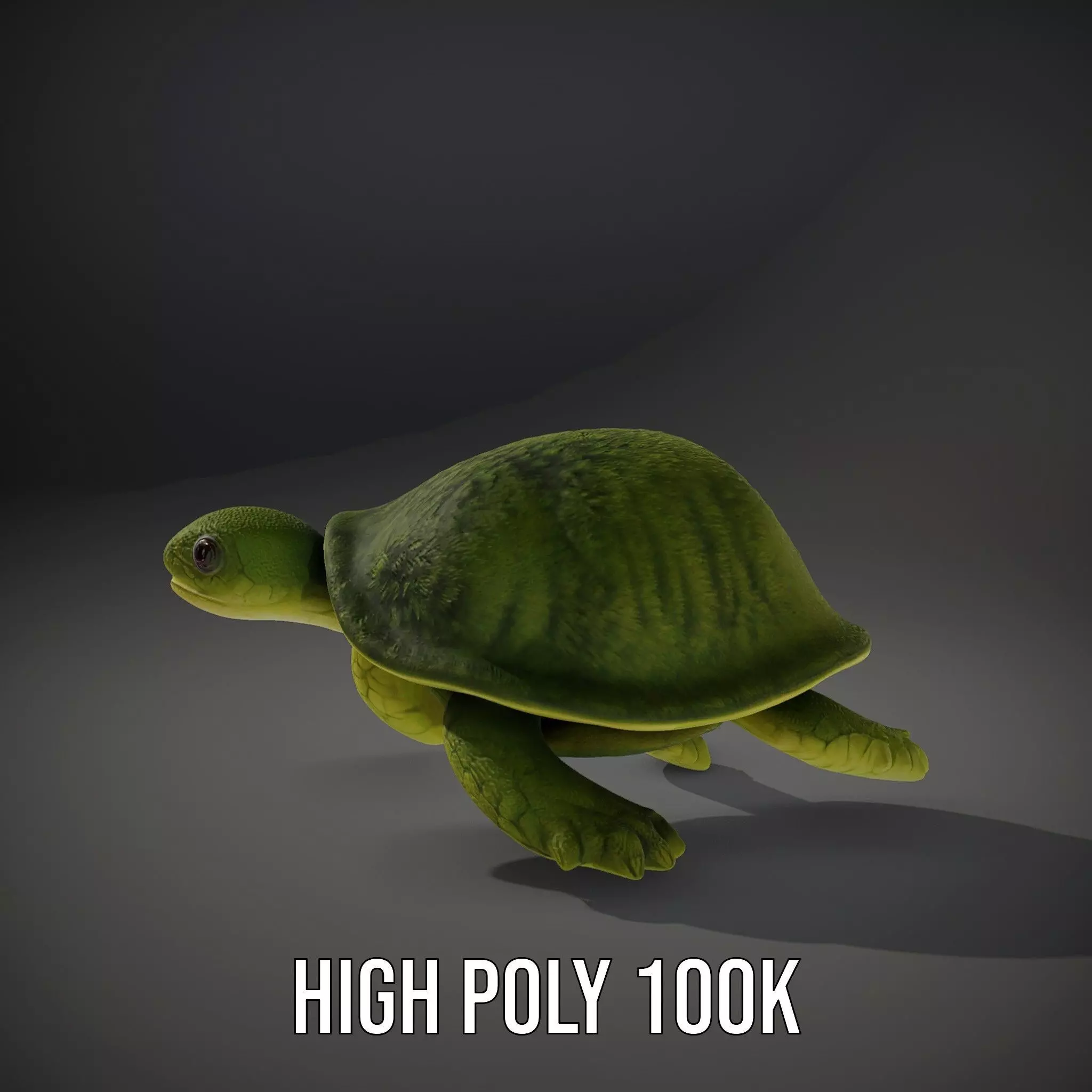 Mossy Turtle model pack Low-poly 3D model_10