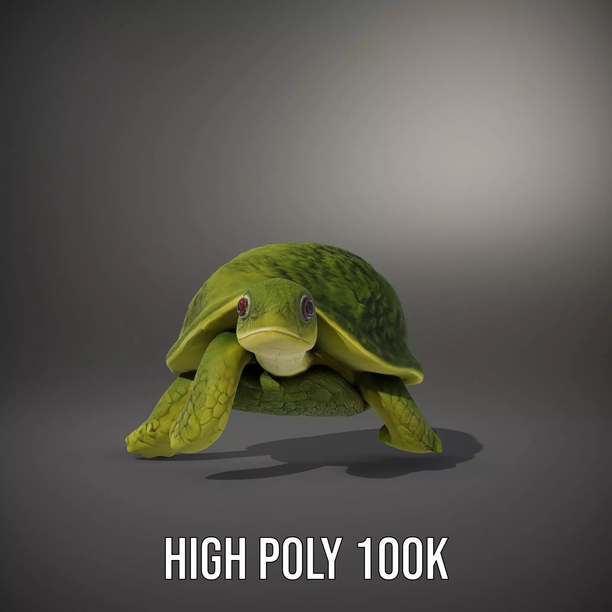 Mossy Turtle model pack Low-poly 3D model_8