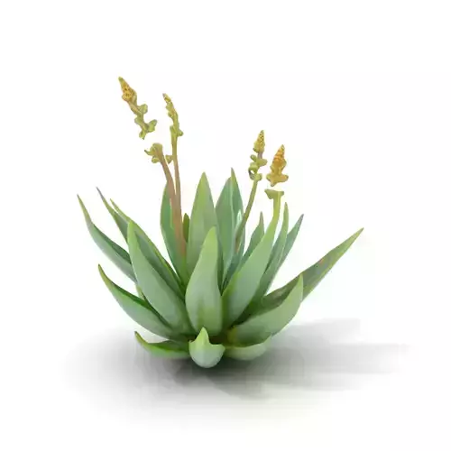 Succulent Aloe Green model pack Low-poly 3D model