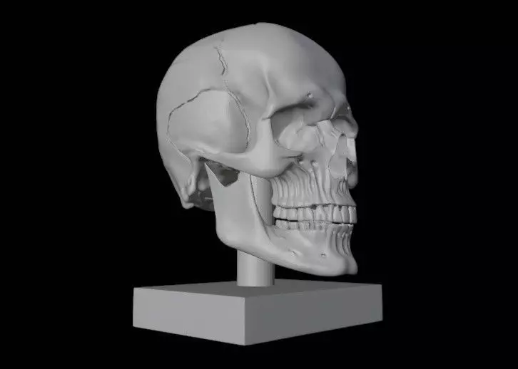 Skull 3D print model_4