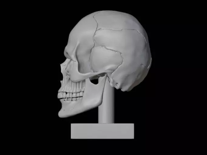 Skull 3D print model_1