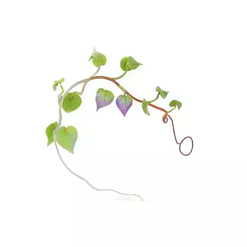 Lush Vine Foliage model pack Low-poly 3D model