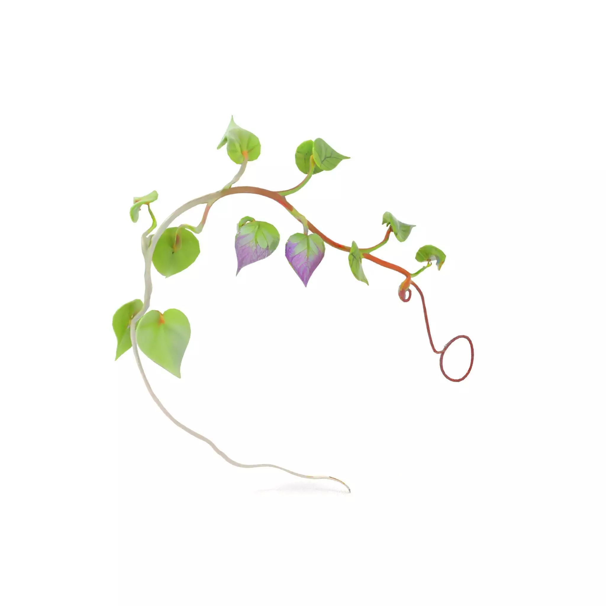 Lush Vine Foliage model pack Low-poly 3D model_16