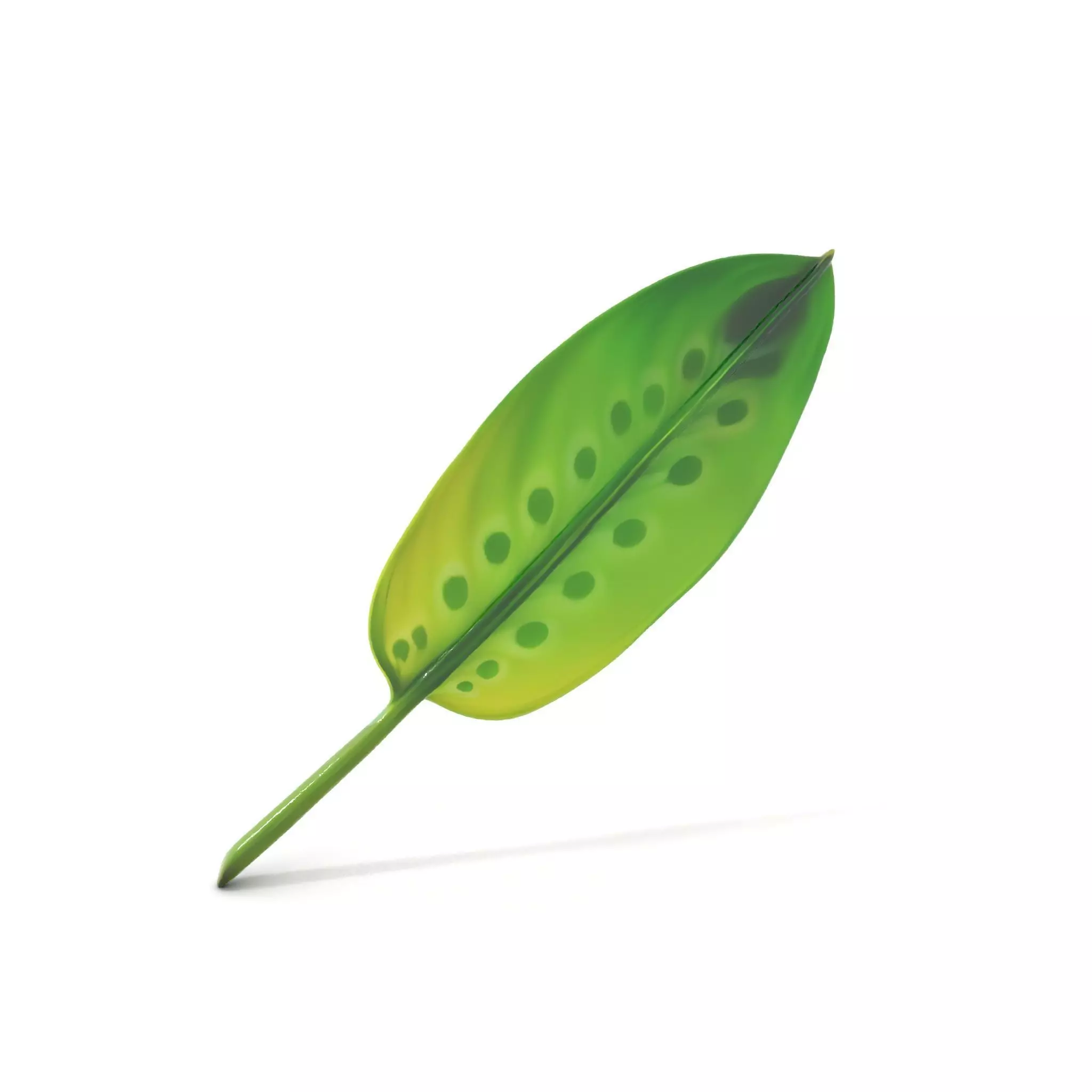 Tropical Leaf Gradient model pack Low-poly 3D model_6