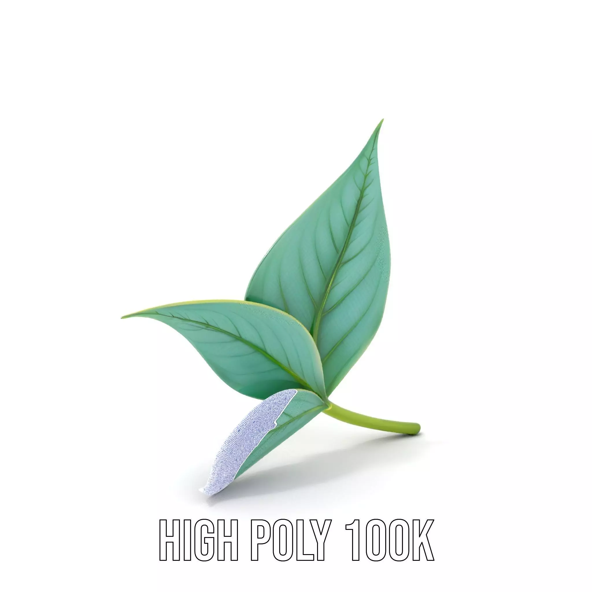 Elegant Leaf model pack Low-poly 3D model_4