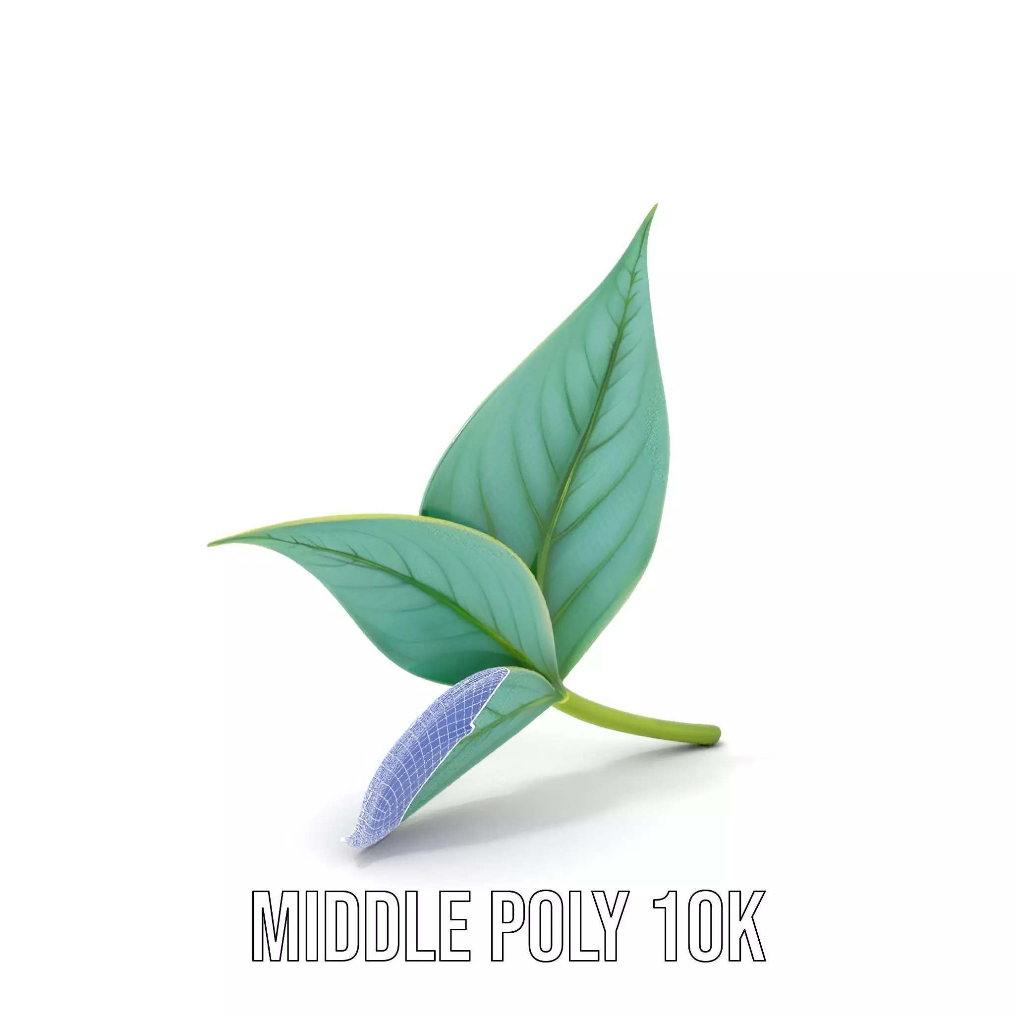 Elegant Leaf model pack Low-poly 3D model_11