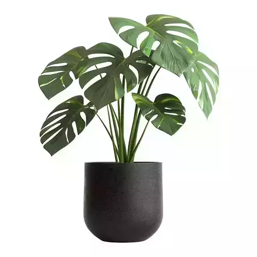 Monstera Plant 3D Realistic Indoor Greenery Modern Design Low-poly 3D model