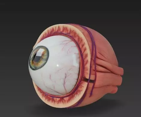 Human Eye Anatomy 3D Model - Detail Medical - Educational Asset 3D model_0