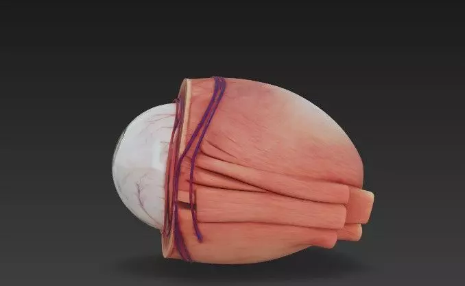 Human Eye Anatomy 3D Model - Detail Medical - Educational Asset 3D model_2