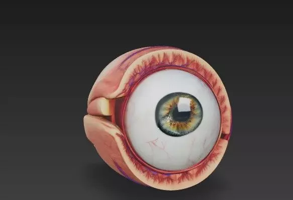 Human Eye Anatomy 3D Model - Detail Medical - Educational Asset 3D model_1