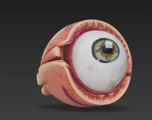 Human Eye Anatomy 3D Model - Detail Medical - Educational Asset 3D model_3