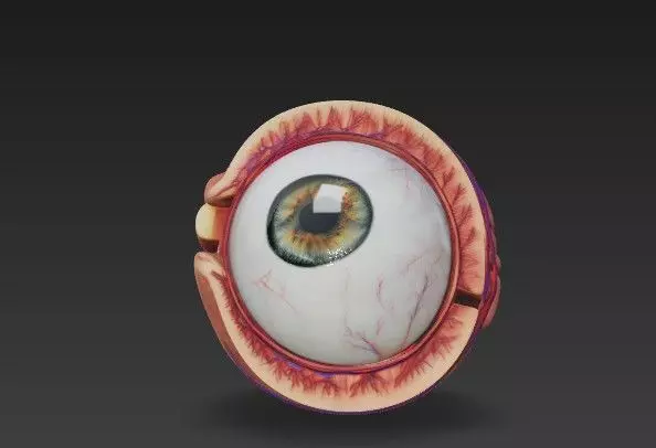Human Eye Anatomy 3D Model - Detail Medical - Educational Asset 3D model_6