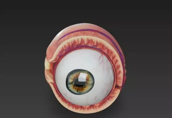 Human Eye Anatomy 3D Model - Detail Medical - Educational Asset 3D model_5