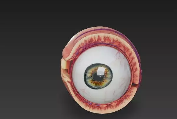 Human Eye Anatomy 3D Model - Detail Medical - Educational Asset 3D model_4