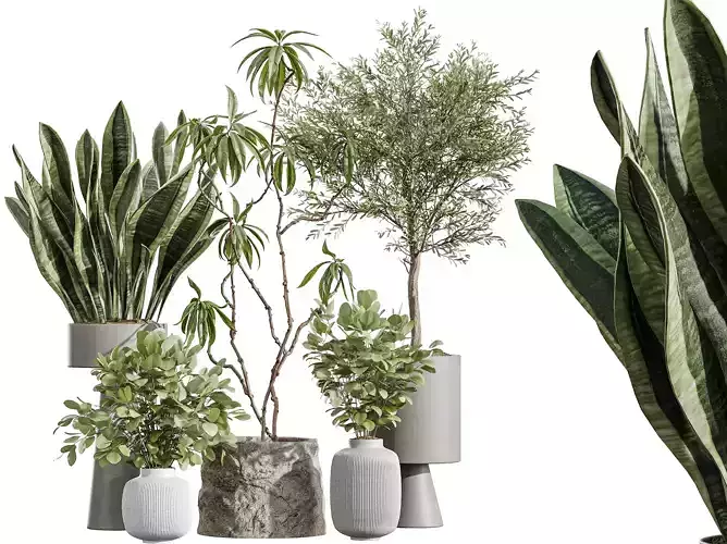 AV Indoor Plants Set 343 Eucalyptus Olive and Ficus Sansevieria