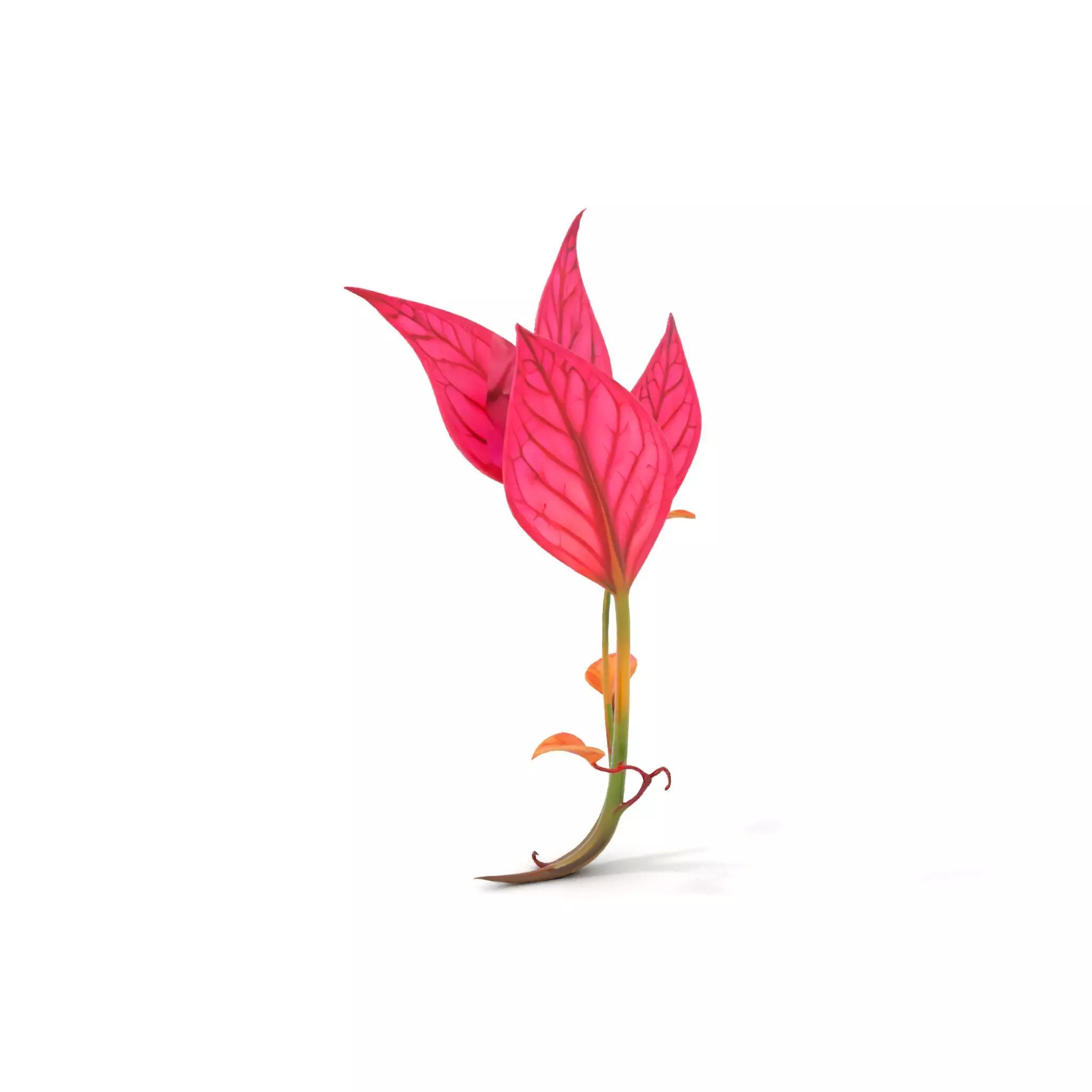 Pink Botanical Leaves model pack Low-poly 3D model_16
