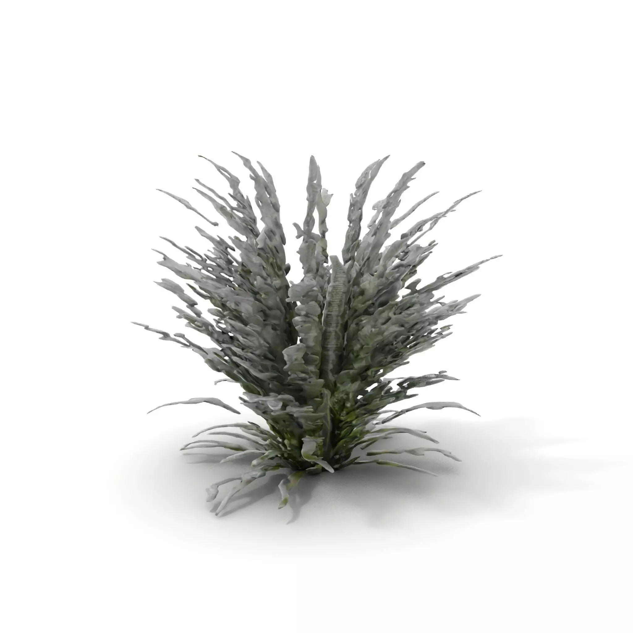 Lavender Fern model pack Low-poly 3D model_19