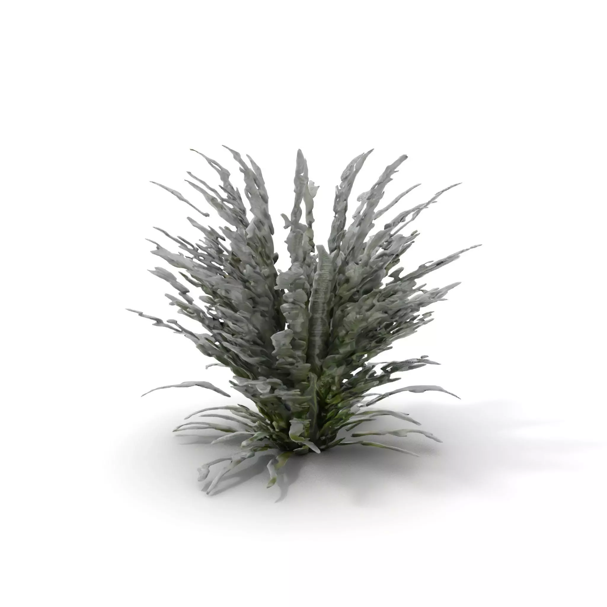 Lavender Fern model pack Low-poly 3D model_5